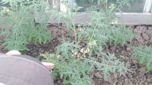 Как, когда и какие пасынки и листья удалять на штамбовых томатах (помидорах)