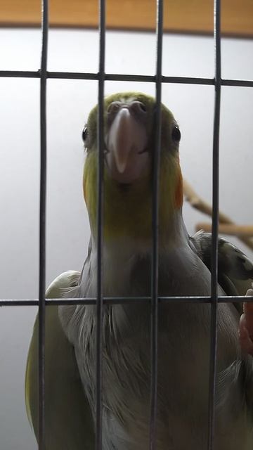 #birds #birdslover #birdsoundsПопугай корелла (лат. Nymphicus Hollandicus) АРЧИ.