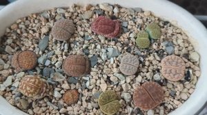 Литопсы. Псевдолитосы. Новинки