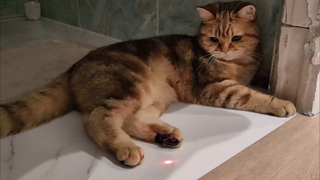 Персик наигрался, самое время отдохнуть.