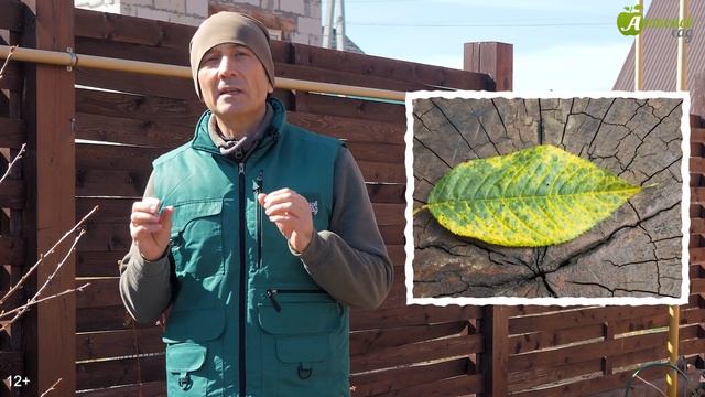 Жалкие, бледные листья у растений?! Помогите, внесите э смотреть онлайн