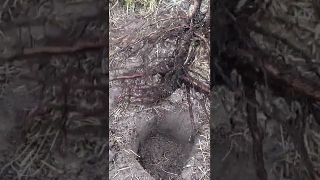 Правильная посадка фундука | Ростов-на-Дону | Россия | Sm