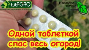 ОДНОЙ ТАБЛЕТКОЙ СПАС ВЕСЬ ОГОРОД! Кладоспориоз и другие болезни томата и огурца УНИЧТОЖЕНЫ!