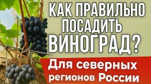 Как правильно посадить виноград в северных регионах России.