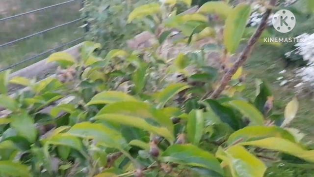 🇩🇪 Огород забирает всё наше время