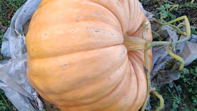 Гигантская тыква на 19 октября 2024 года. Огород. Дачные б