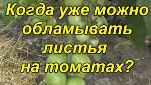 🌿Ломаем листья правильно! Когда и какие листья убирать для урожая