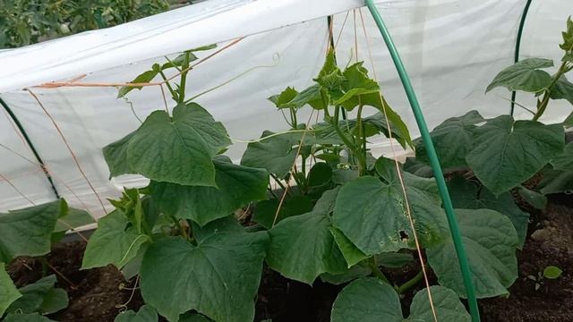 Деревенский дом наполняется ОРХИДЕЯМИ Огород радует Бесплатно я не работаю смотреть онлайн