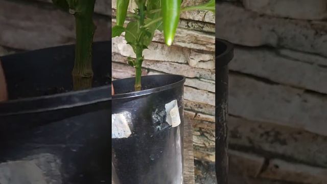 Острый перец Амарилло , Aji Amarillo из Перу. в 2 л горшке