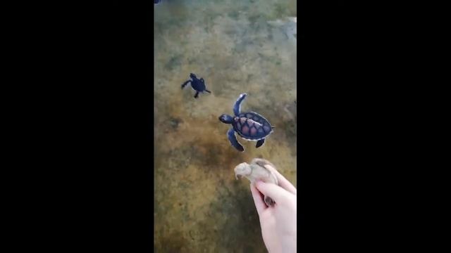 Mini VLOG-Как я отдохнула на острове Sri Lanka...