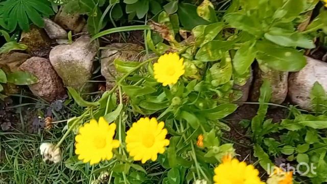 Про цветы,овощи.Про ошибки винограда.