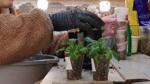 Просто выращиваю ампельню виолу из семян кул вэйв, а т?