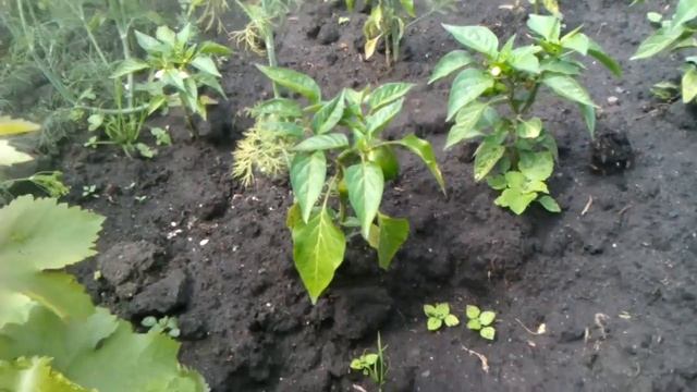 Виноград саженциы рост смотреть онлайн