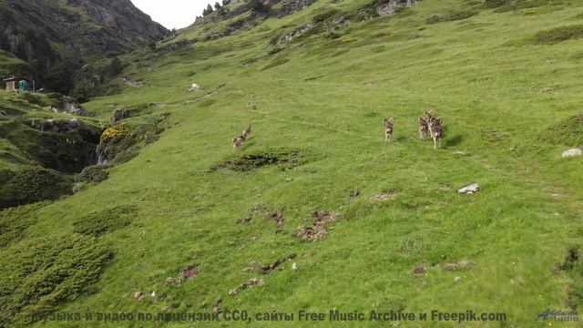 Когда музыка становится вашим попутчиком! - Chainlink Melody -- Podington Bear -- Said Lion To Lamb