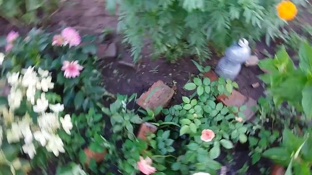 УКРАИНА 🇺🇦 19.07.2024. ТОМАТ ГВАТЕМАЛА КРАСНЕЕТ. МОИ РОЗЫ