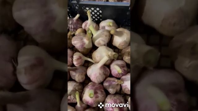 ОЗИМЫЙ ЧЕСНОК КОЛЛЕКЦИЯ ЛИПАТОВОЙ АНАСТАСИИ // ВАЦАП Д
