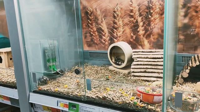 ОТДЫХ НА ПРИРОДЕ+В ЯПОНСКОМ САДУ/ПЕРЕСАЖИВАЮ РАССАДУ ?