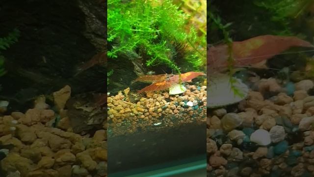 Креветки-вишни и тетры Аманда в аквариуме кубике на 10 ?
