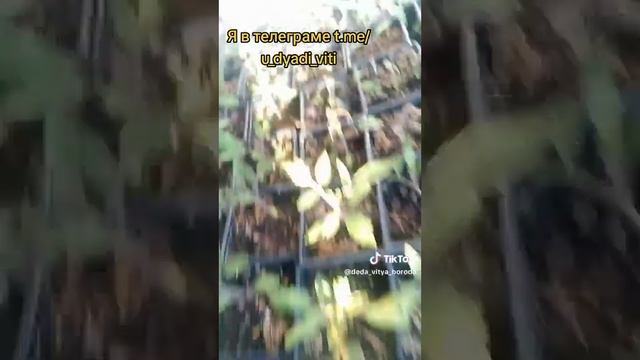 14.04.2025. Рассада на улице под термоукрывным материалом ?