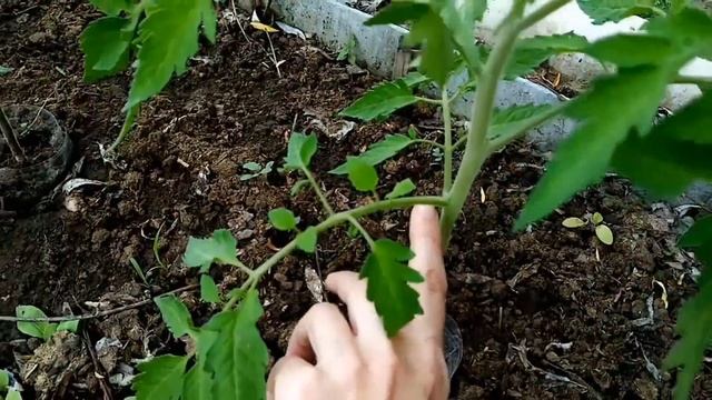 Пасынкование томатов