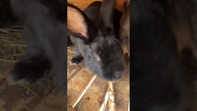 Содержание кроликов. Поголовье.