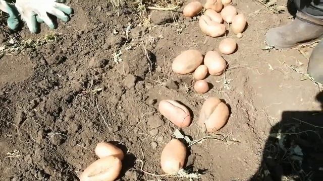 Выкопали новый сорт картофеля.