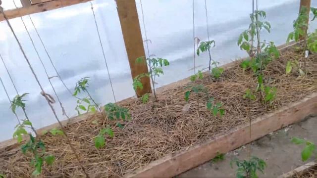 В теплице 3х6 поместилось 84 томата. Размеры грядок