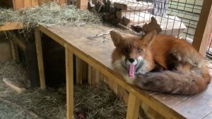 Лиса-Алиса. Лис Игнис выбрался из шлейки