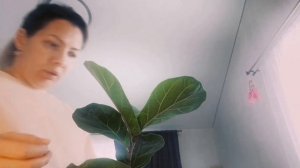 Обзор и Обрезка Фикуса Лирата Бамбино 🌱