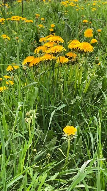 Одуванчики / видеофон / футаж смотреть онлайн