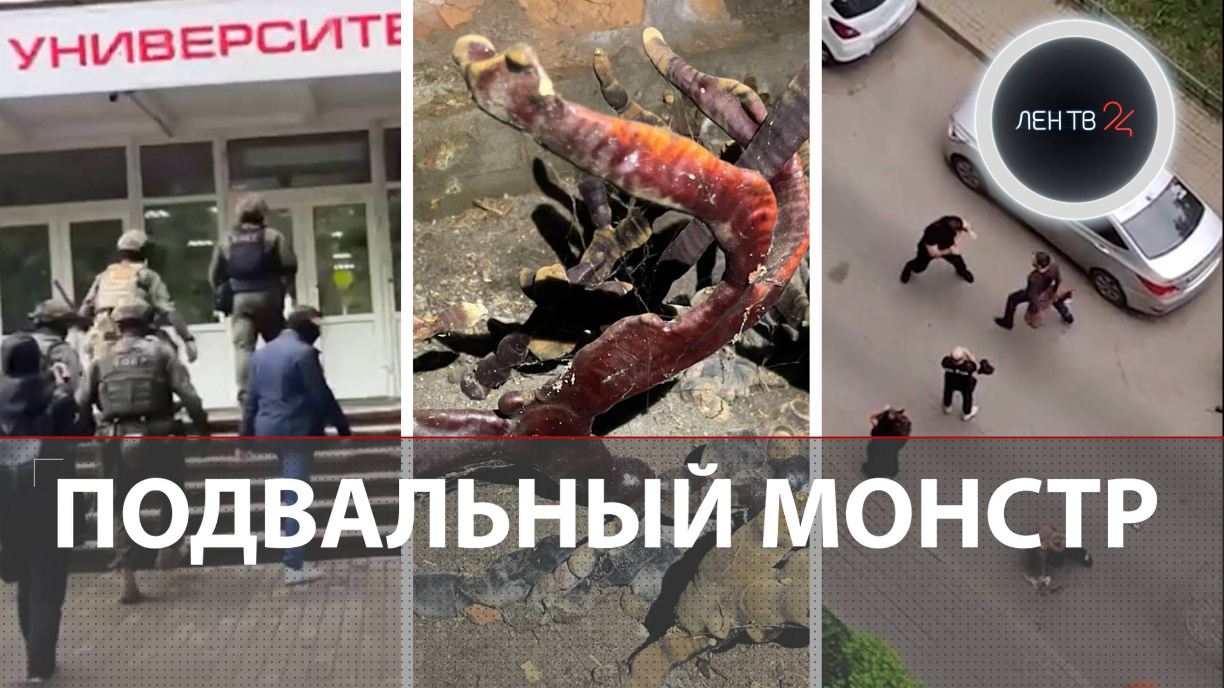 СОБР пришел в ректорат | ММА для Кудрово | Гриб из Красной книги захватил подвал | Спорт без поборов