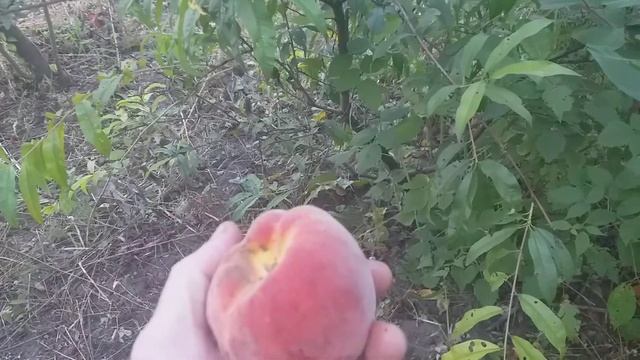 Персик пф 23 007 Самчний соковитий сорт персика