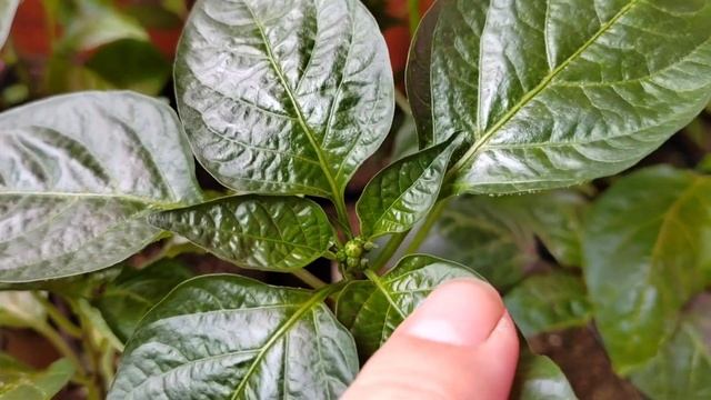 Дачный апрель/рассада/финал по окнам