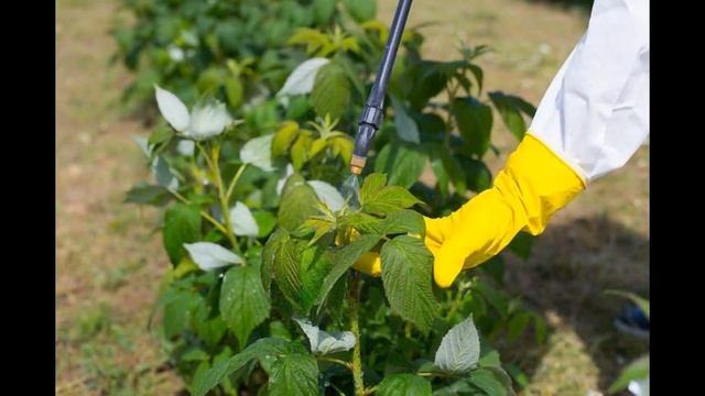 Малина без черв'яків: 6 способів боротьби зі шкідникам?