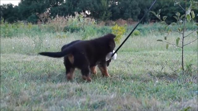 немецкая овчарка      щенки 1,5 месяца     мальчик и девочк