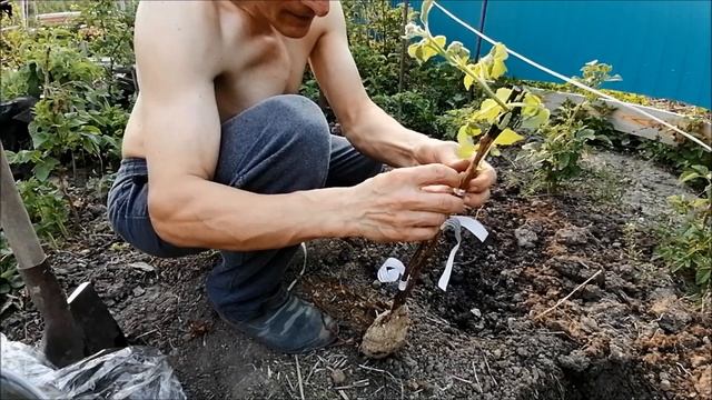 Оранжевое чудо и другие Я в малиннике