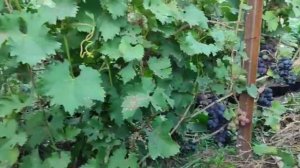 Виноград Страшенский. Обзор сорта. 2024. г.Казань