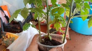 Черничный шербет 03.05.25 #город61 #черничныйшербет #помид?