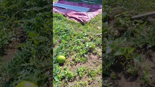 моё хозяйство и огород