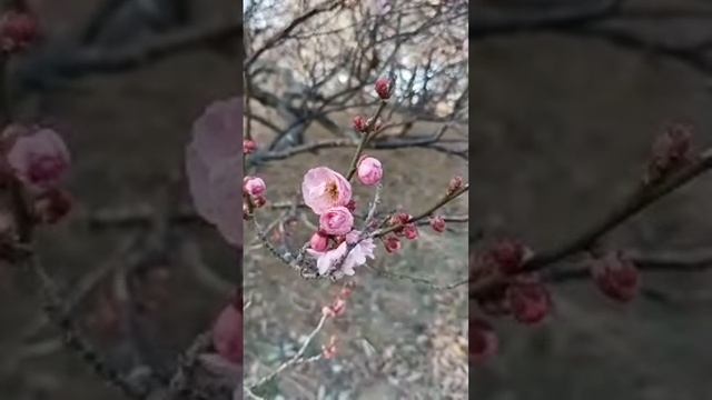 Лучшие моменты трансляции "Цветение сливы в японском ? смотреть онлайн