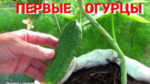 Первые огурцы. Сравнение сортов. В мешках или на грядке.