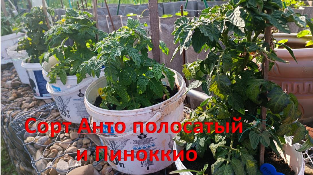 Помидоры в горшках. 12 июня. Сорт Анто полосатый и Пиноккио смотреть онлайн