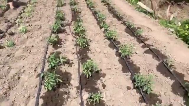 Висадка томатів Мамако від Syngenta  у відкритий грунт під