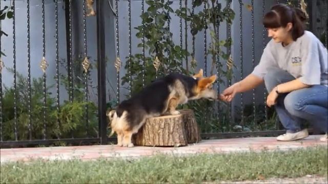 Корги   Яндекс и Алекс    07092019