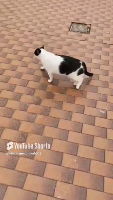 Встреча😆 смотреть онлайн