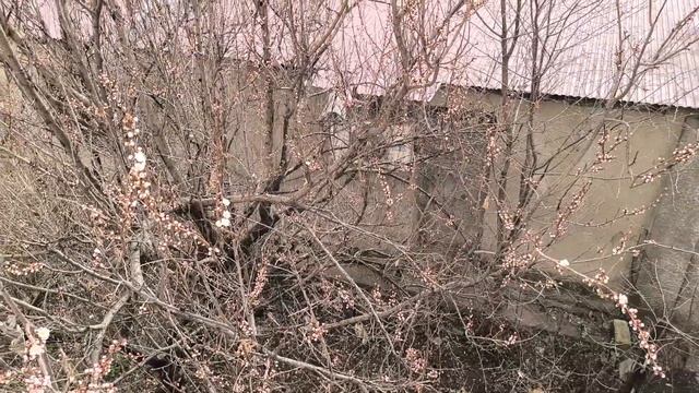 АБРИКОС ЗАХОТЕЛ РАСЦВЕСТИ! 👍🙏 СНЯЛА ВИДЕО ПО ПРОСЬБ?