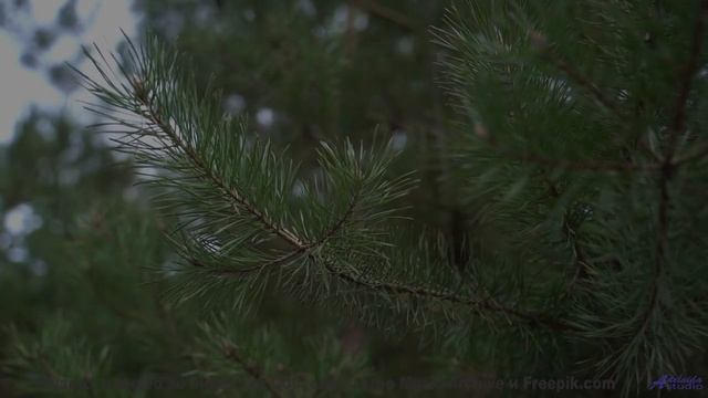 Утро начинается с этой мелодии! - Commencement To The Abra Melin Operation -- Omniman -- Unnamed Alb