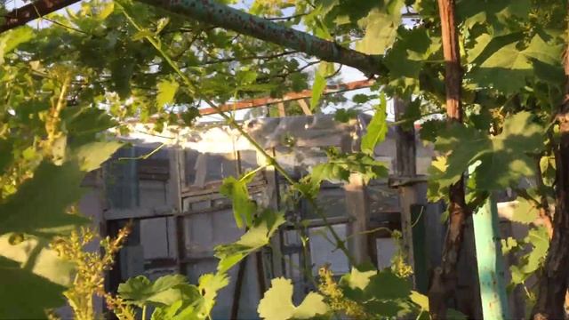 Виноград Аркадия