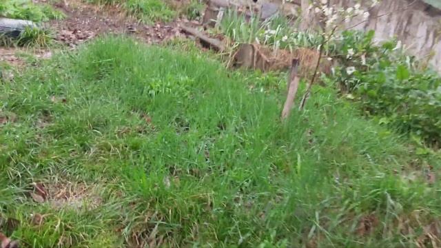 05.04.2025  Черешня и вишня цветут.