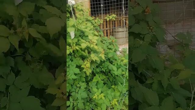 малина кумберленд-черная малина